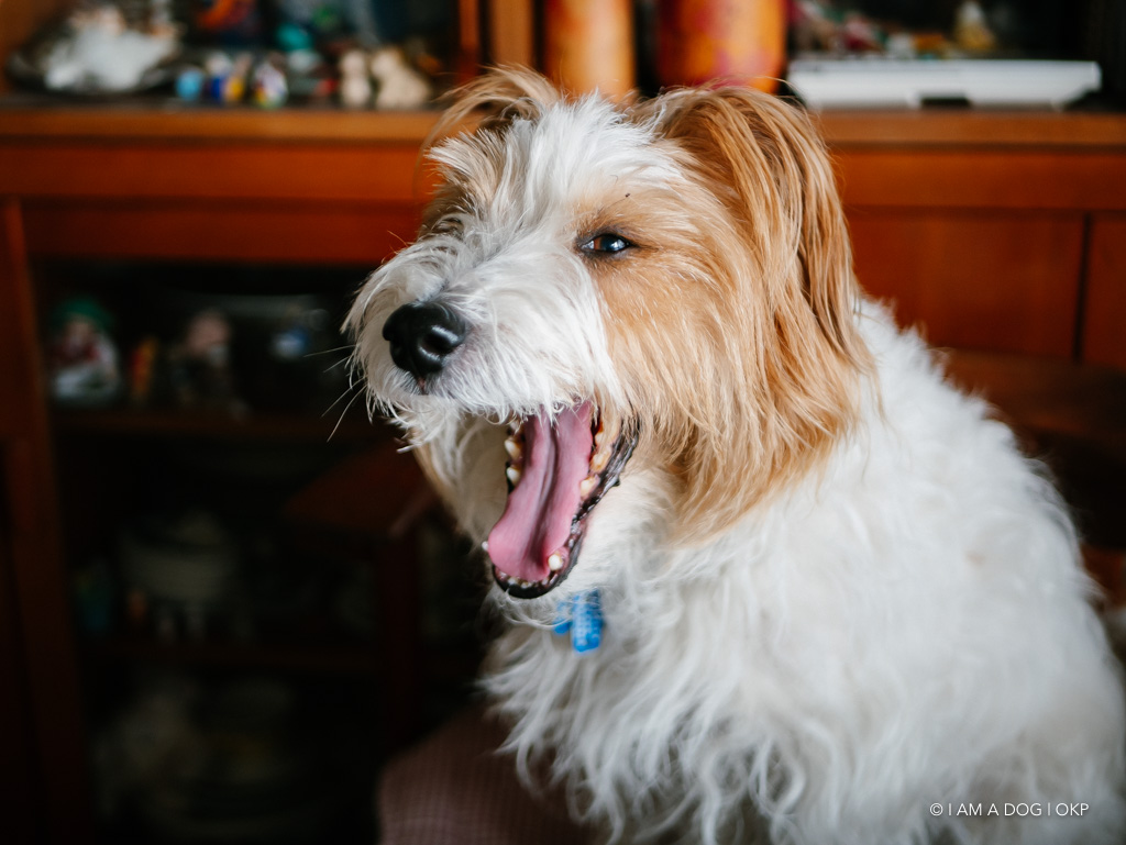 f:id:OKP:20190314151156j:plain
