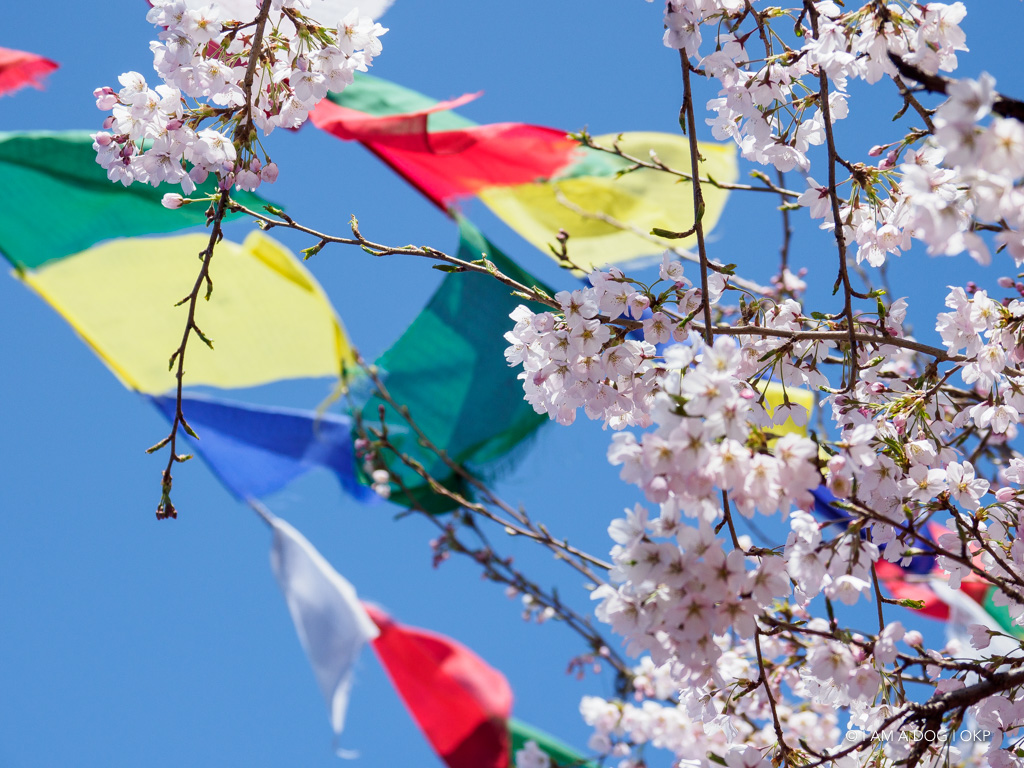 f:id:OKP:20190530120721j:plain f:id:OKP:20190530120721j:plain
