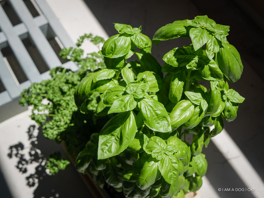 f:id:OKP:20190805160928j:plain