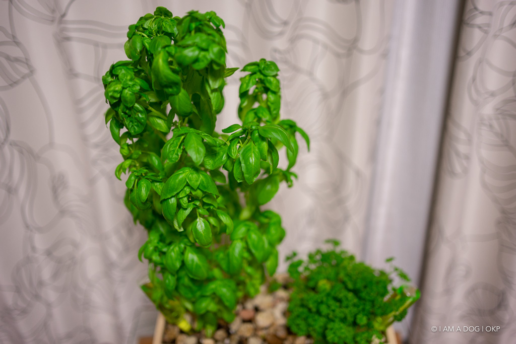 f:id:OKP:20190917155144j:plain