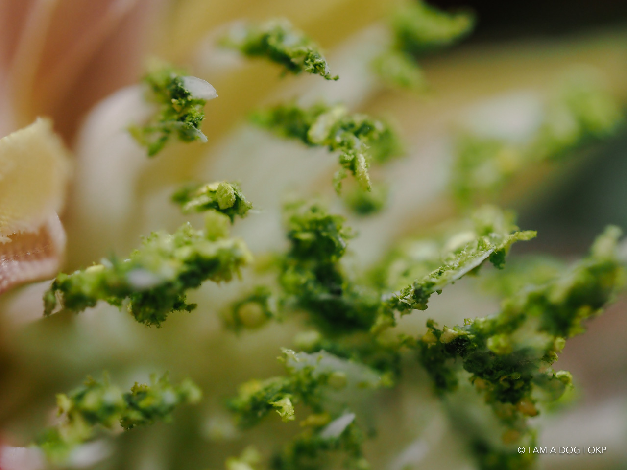 f:id:OKP:20191022175136j:plain