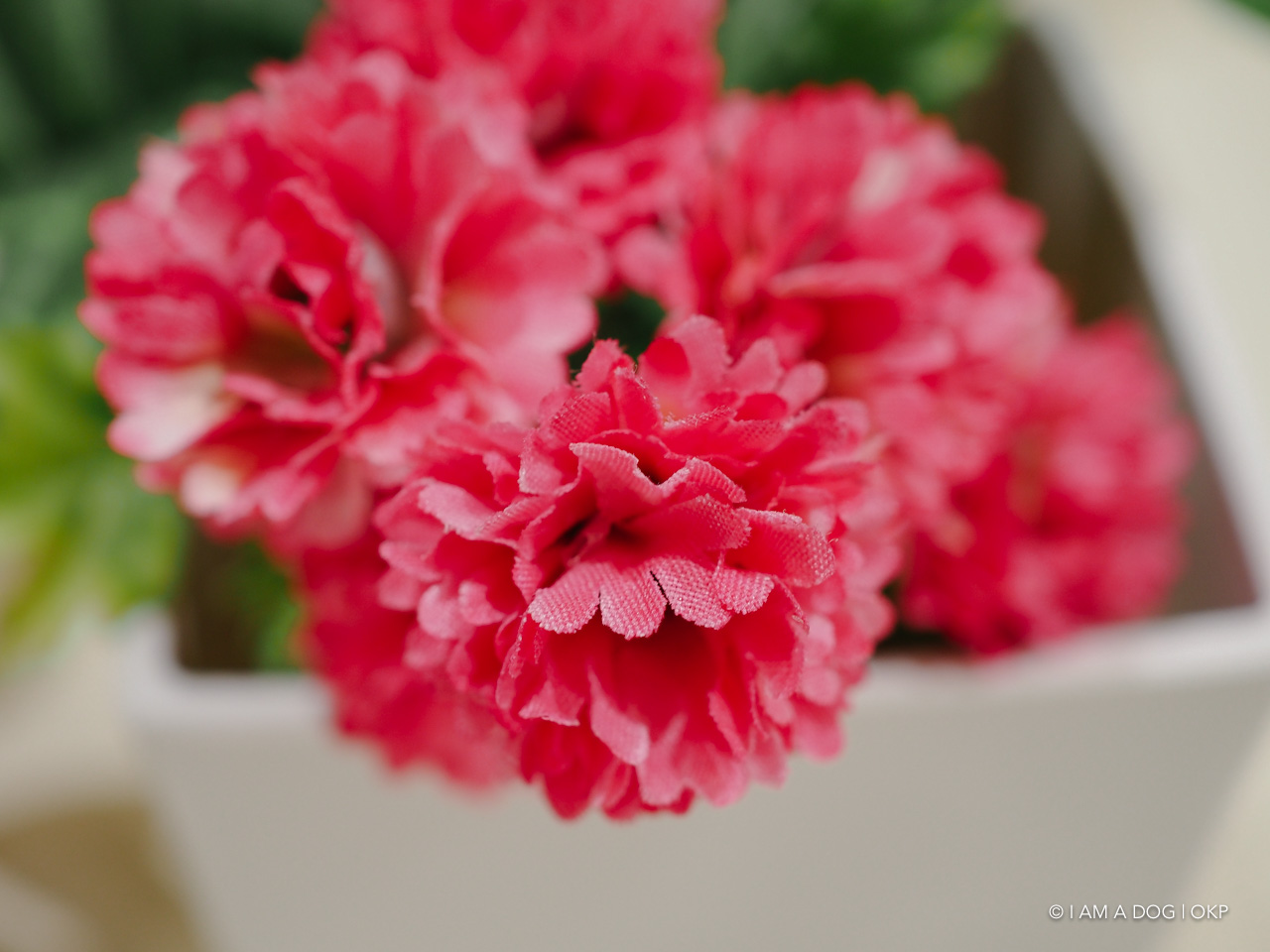 f:id:OKP:20191022175145j:plain