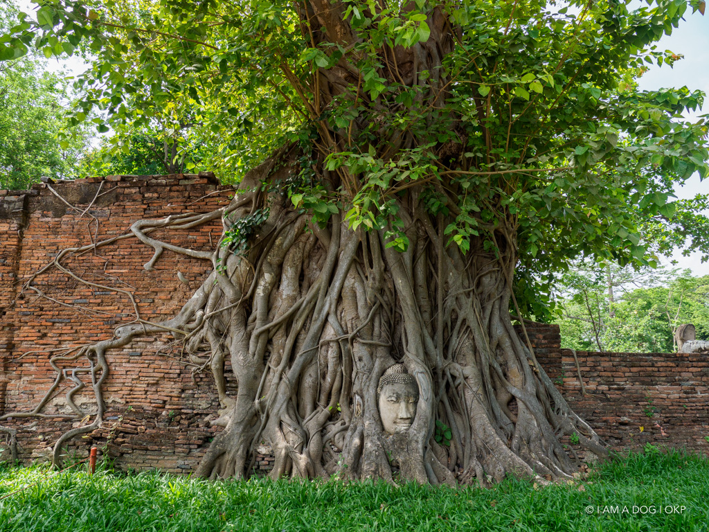 f:id:OKP:20191106112317j:plain