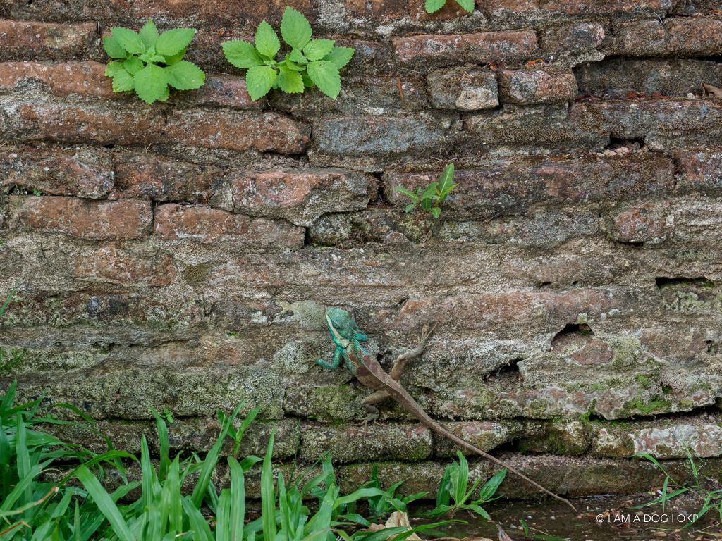 f:id:OKP:20191106112328j:plain