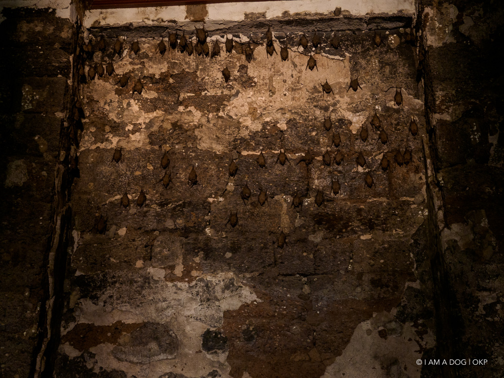 f:id:OKP:20191106112530j:plain