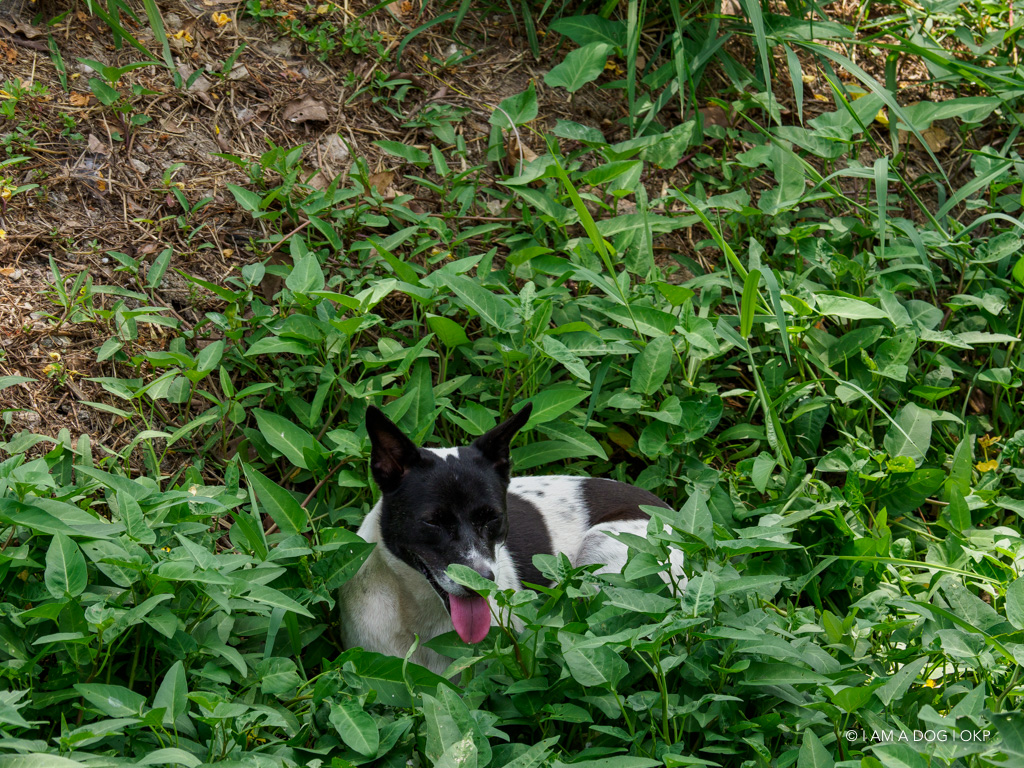 f:id:OKP:20191106112717j:plain