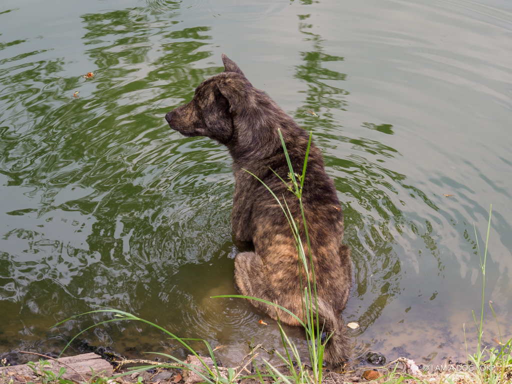 f:id:OKP:20191106112723j:plain