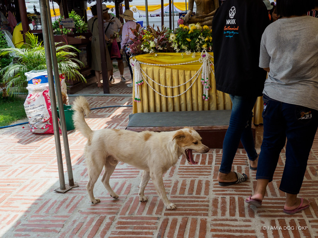 f:id:OKP:20191106113350j:plain