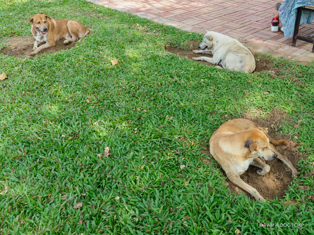 f:id:OKP:20191106113431j:plain