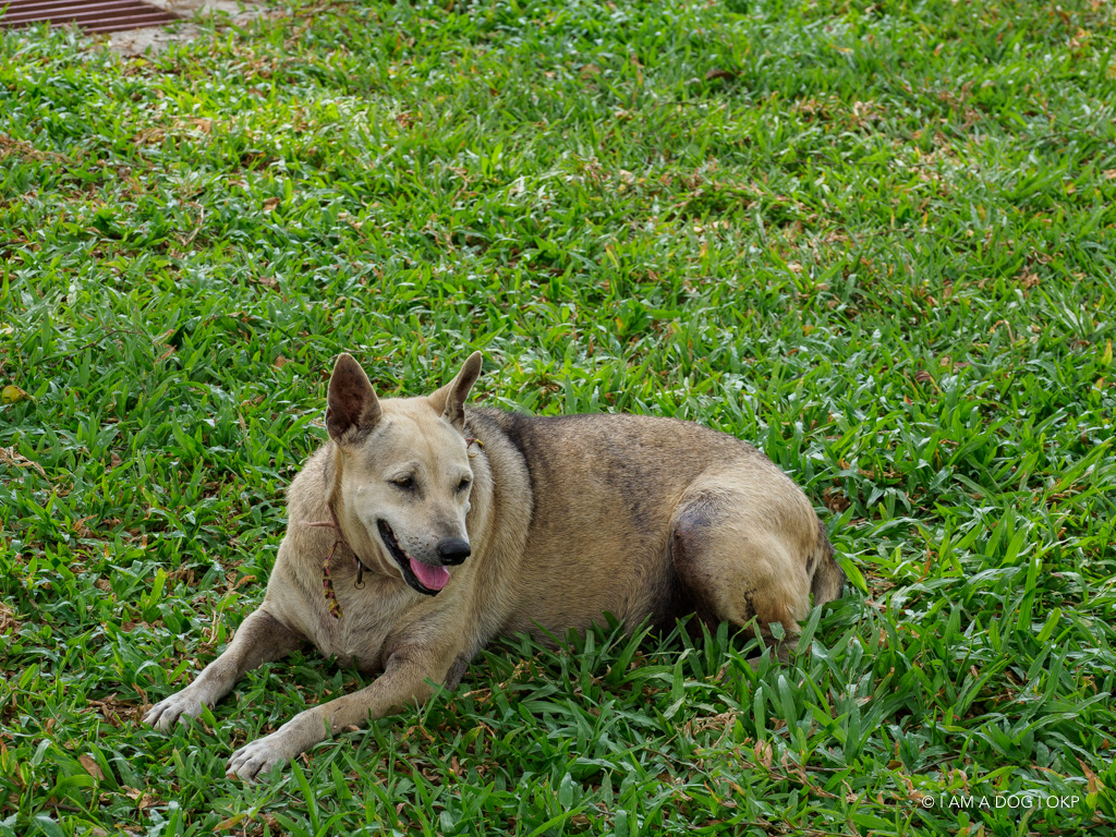 f:id:OKP:20191106113455j:plain