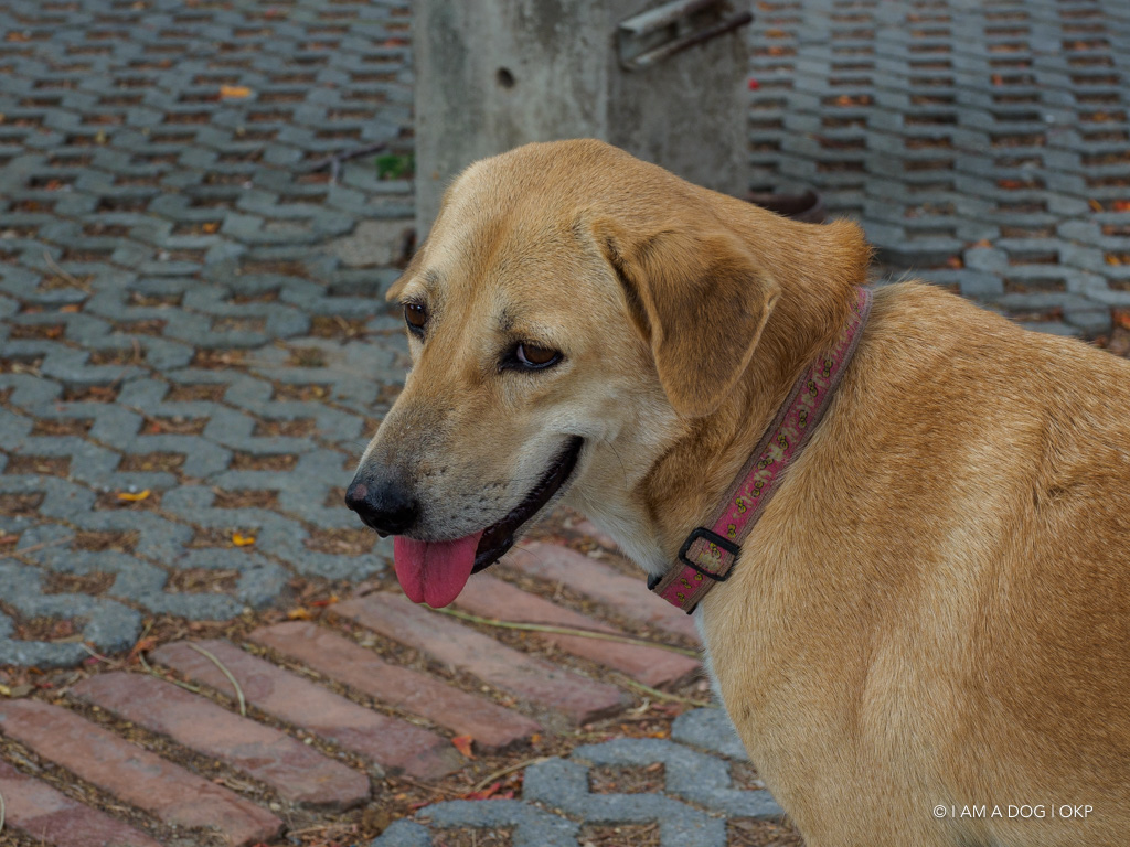 f:id:OKP:20191106113526j:plain