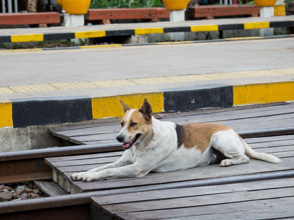 f:id:OKP:20191106113544j:plain