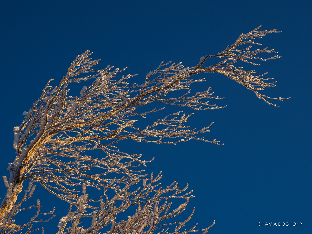 f:id:OKP:20200107144044j:plain