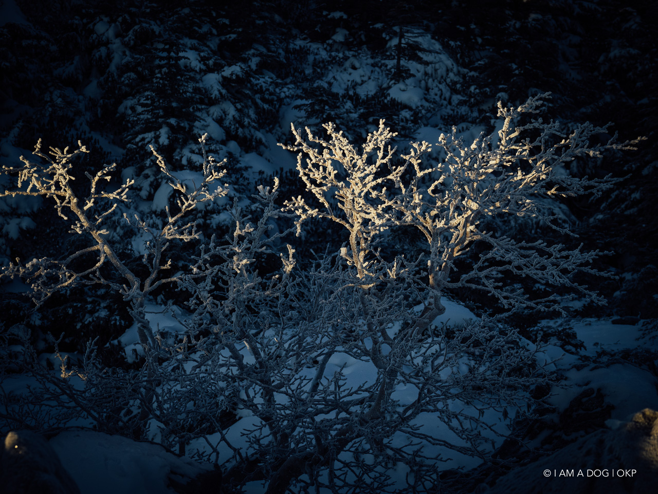 f:id:OKP:20200107144105j:plain