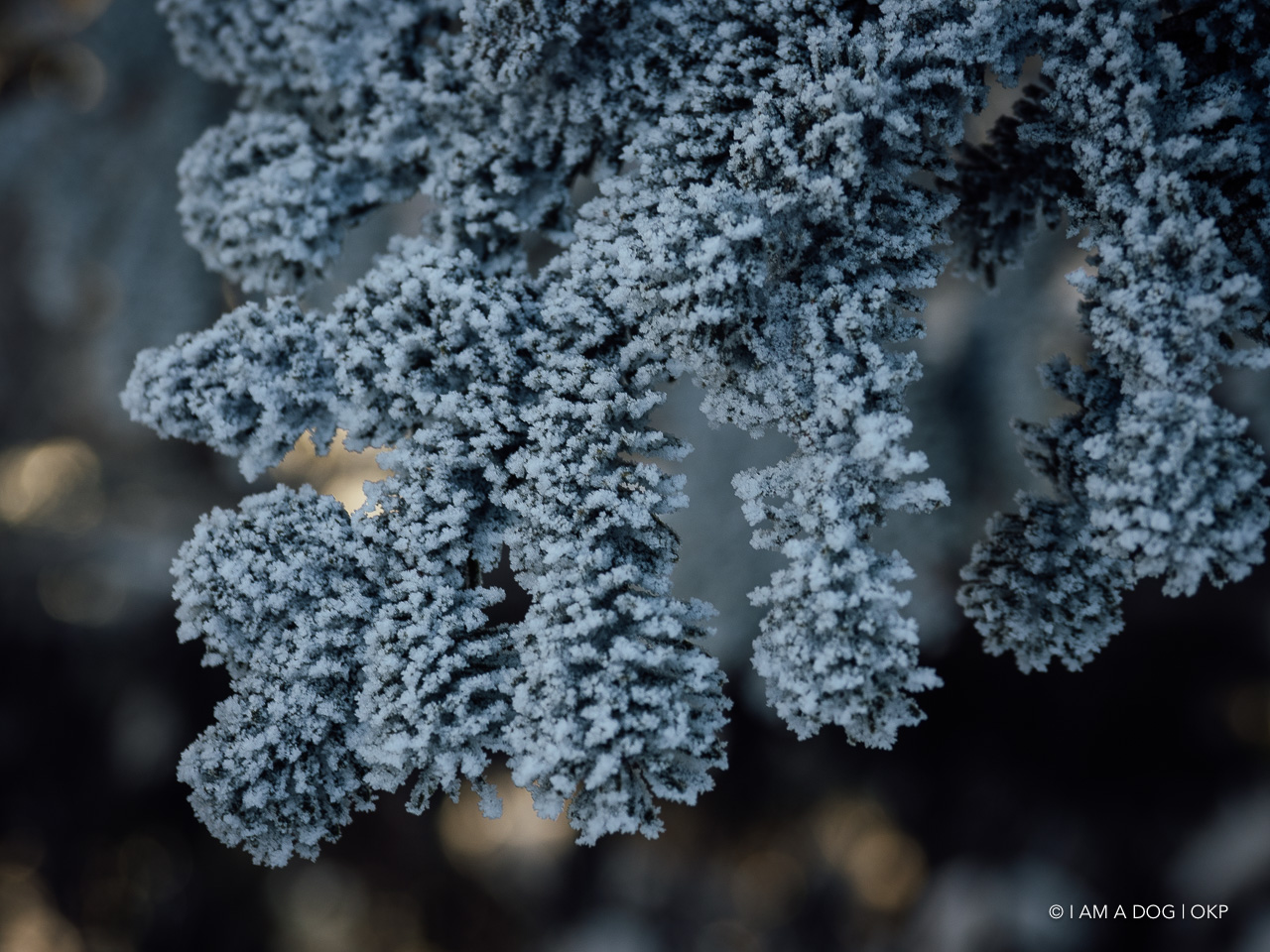 f:id:OKP:20200107144212j:plain