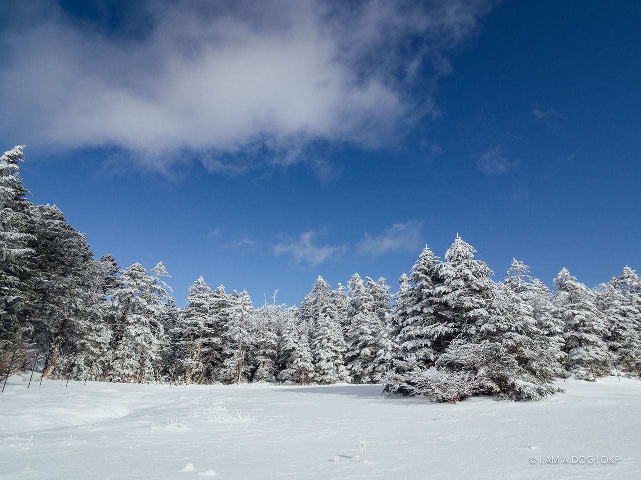 f:id:OKP:20200107144528j:plain