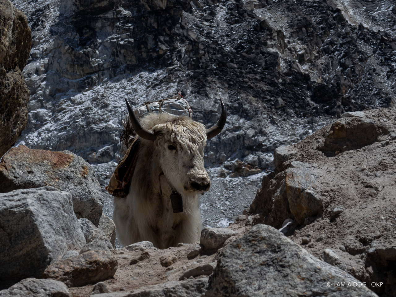 f:id:OKP:20200108180332j:plain