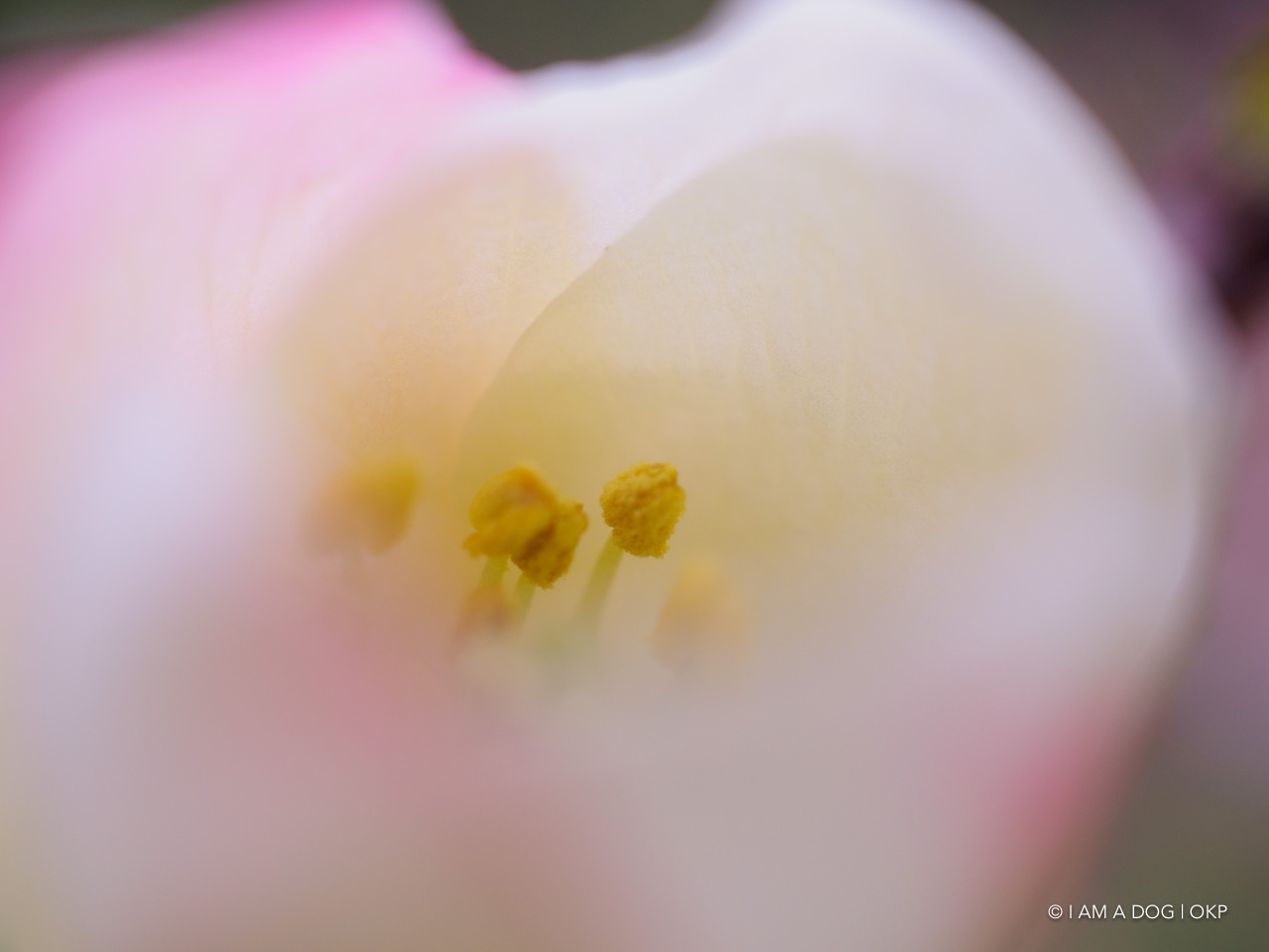 f:id:OKP:20200321192002j:plain