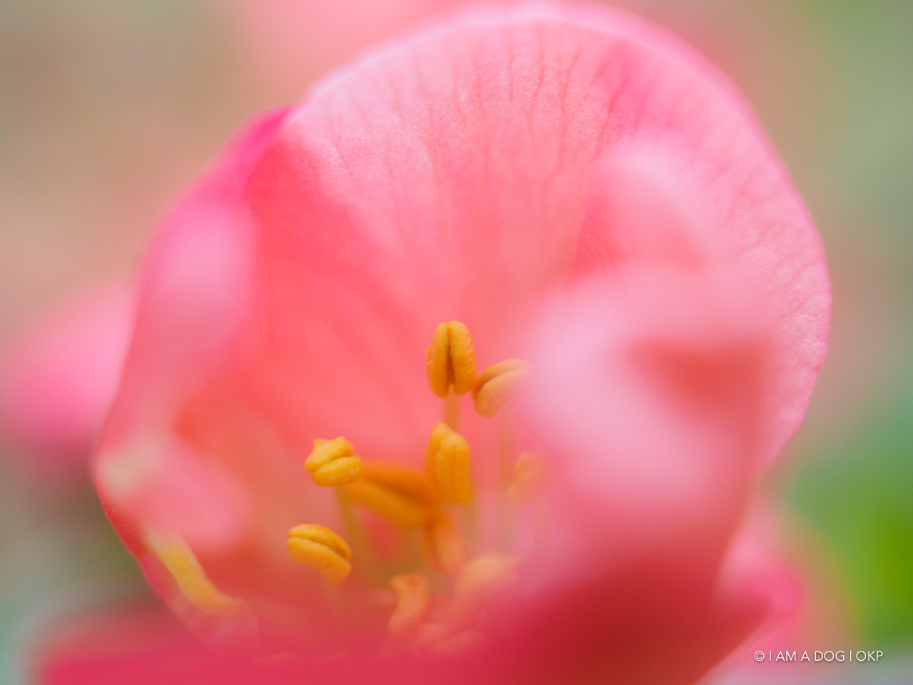 f:id:OKP:20200321192009j:plain