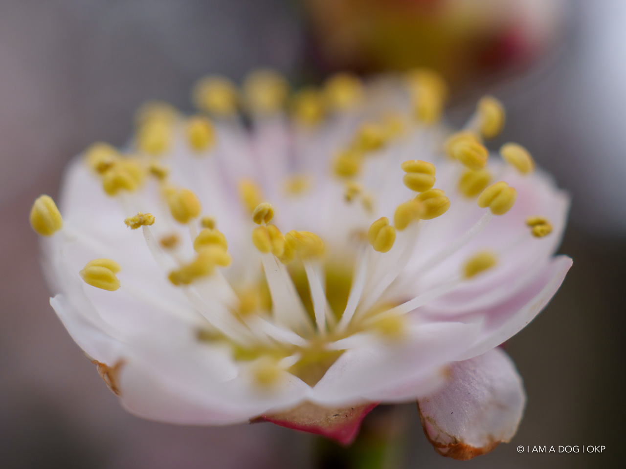 f:id:OKP:20200321192013j:plain