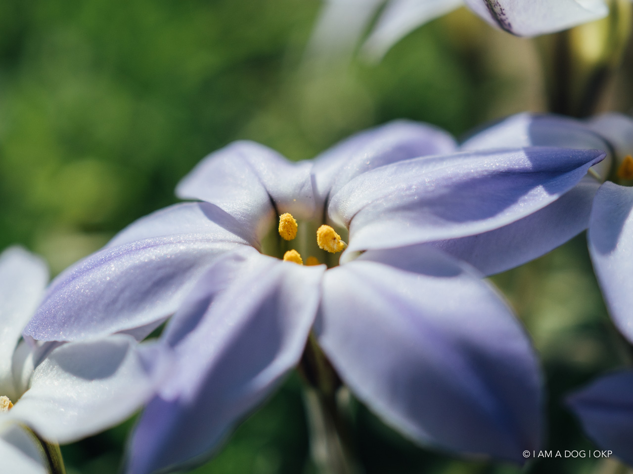 f:id:OKP:20200321192018j:plain