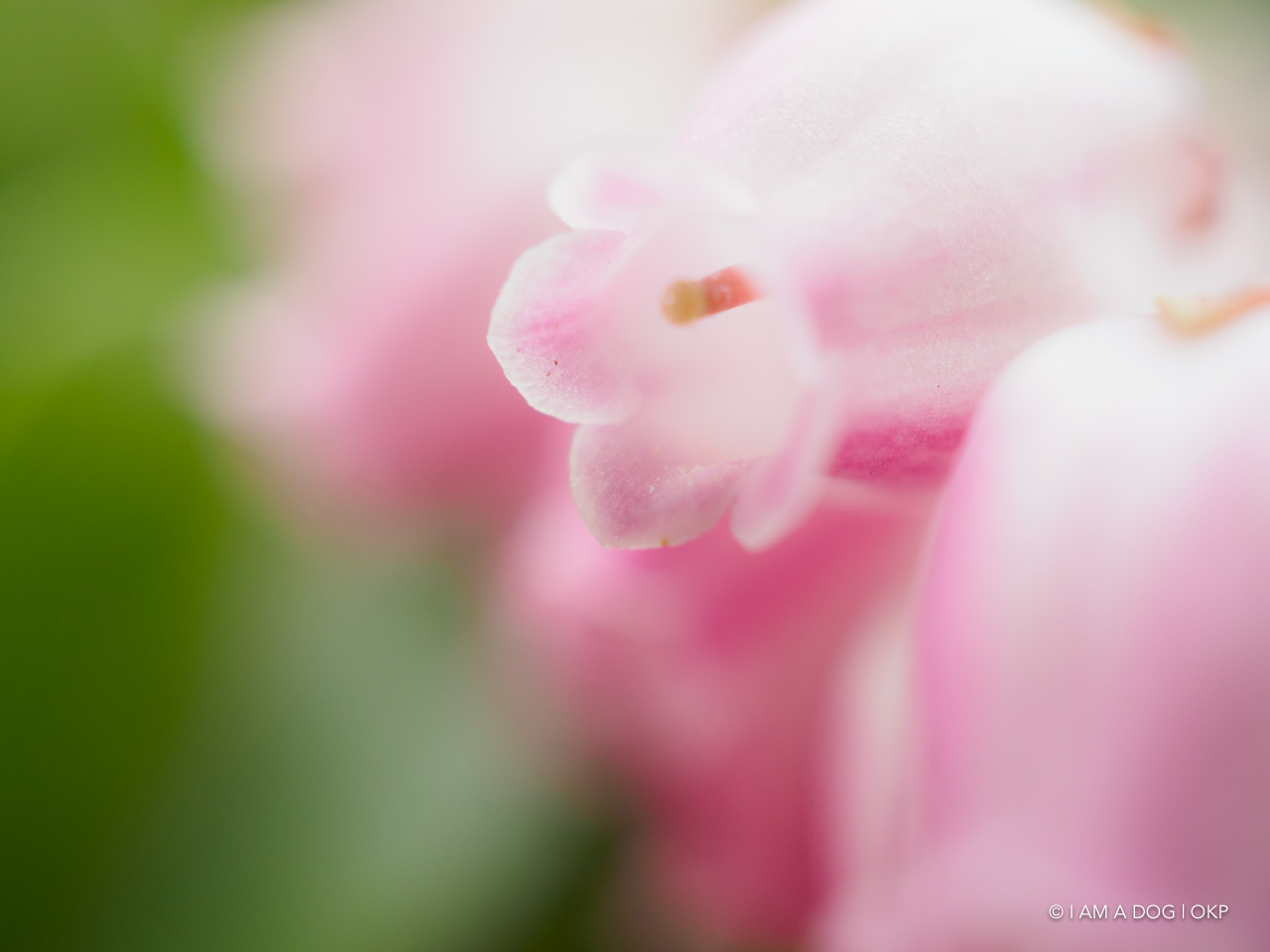 f:id:OKP:20200321192032j:plain