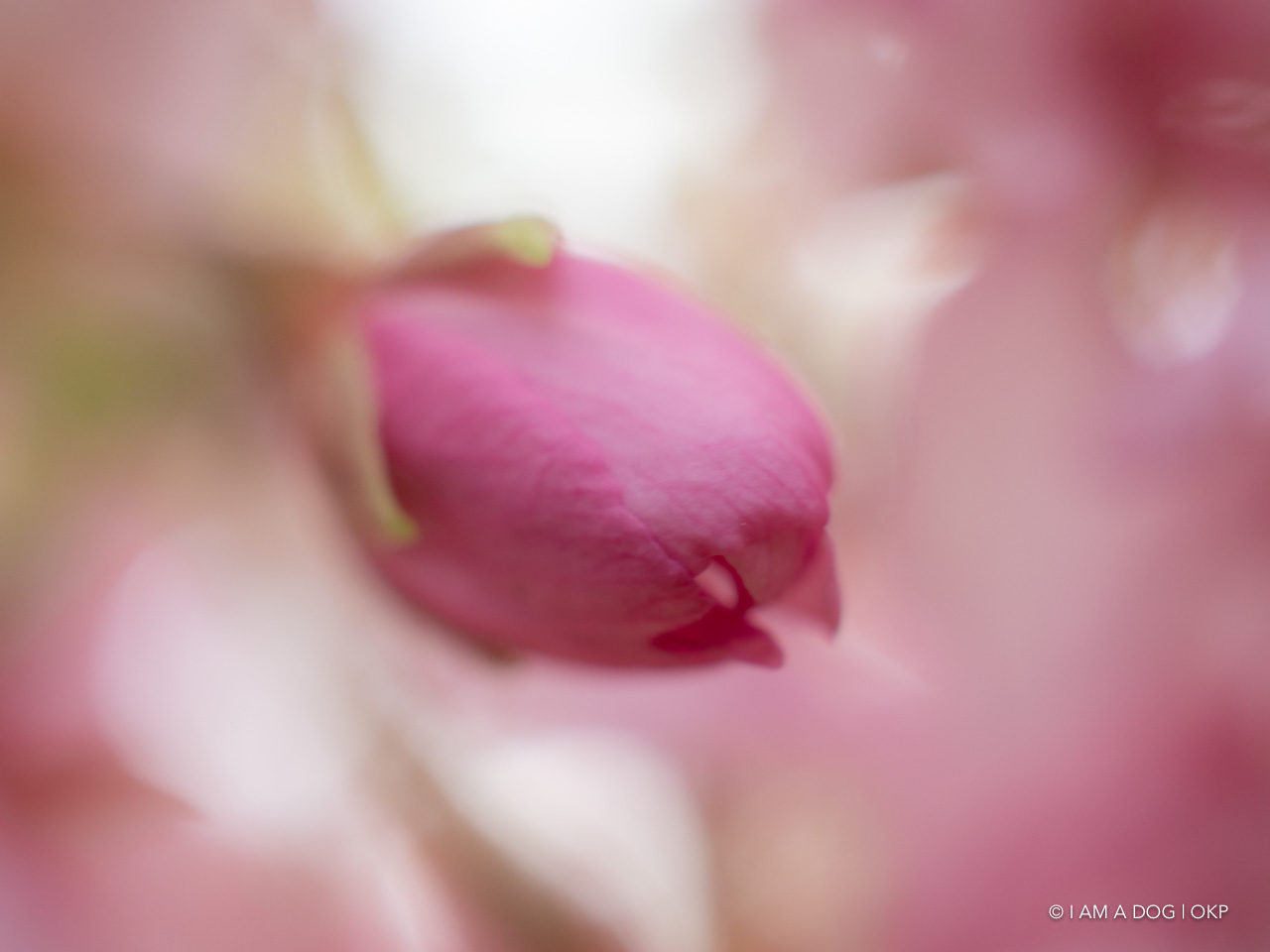 f:id:OKP:20200321192042j:plain