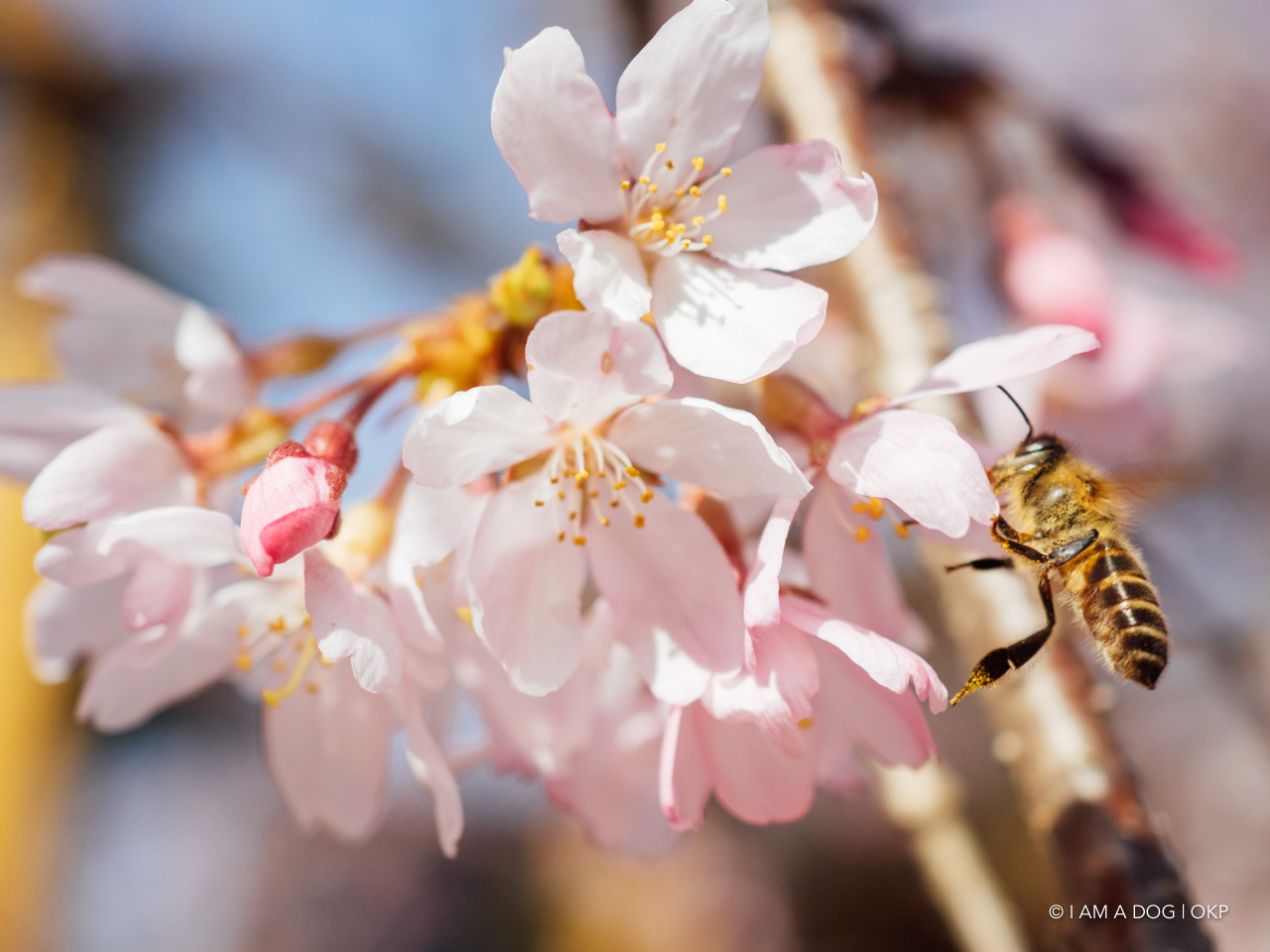 f:id:OKP:20200321192118j:plain