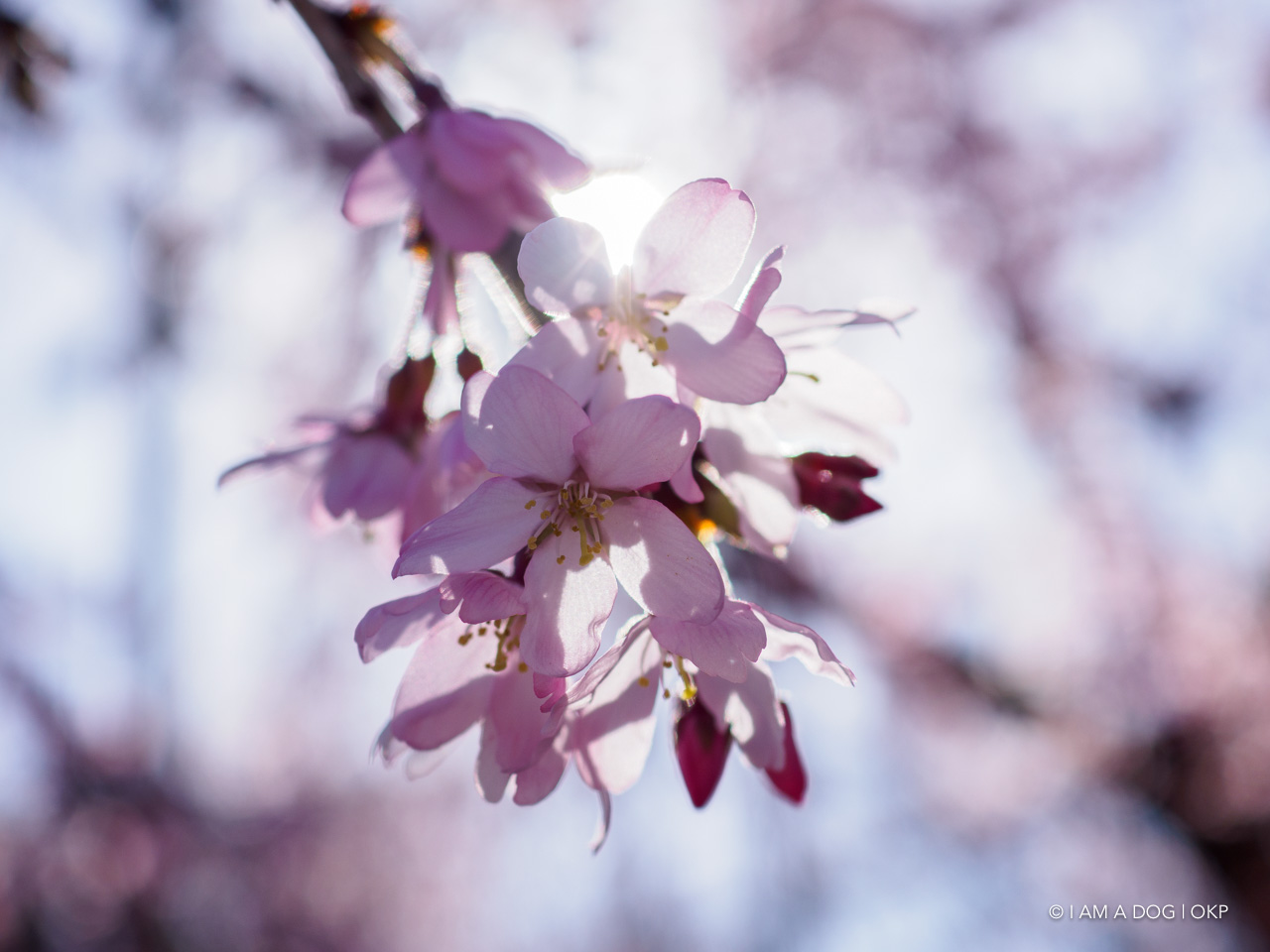 f:id:OKP:20200321192137j:plain