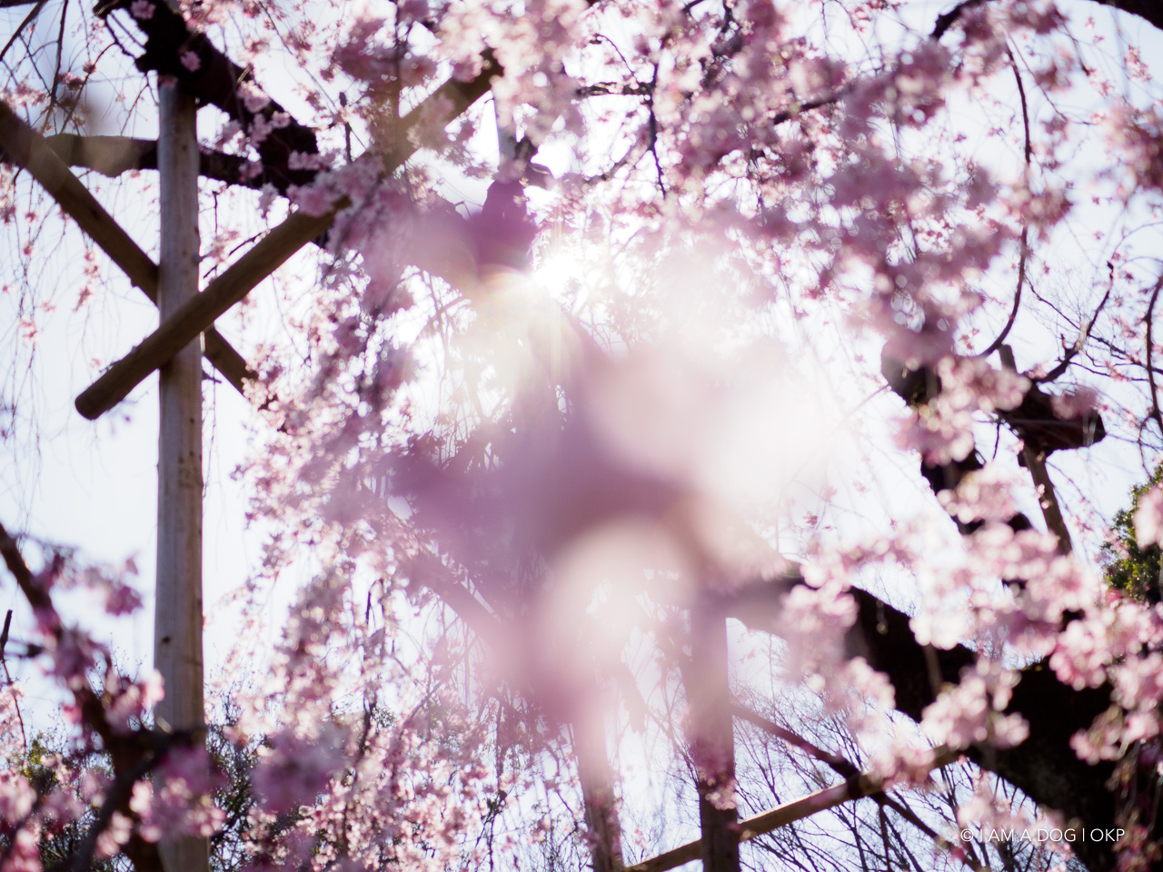 f:id:OKP:20200321192142j:plain