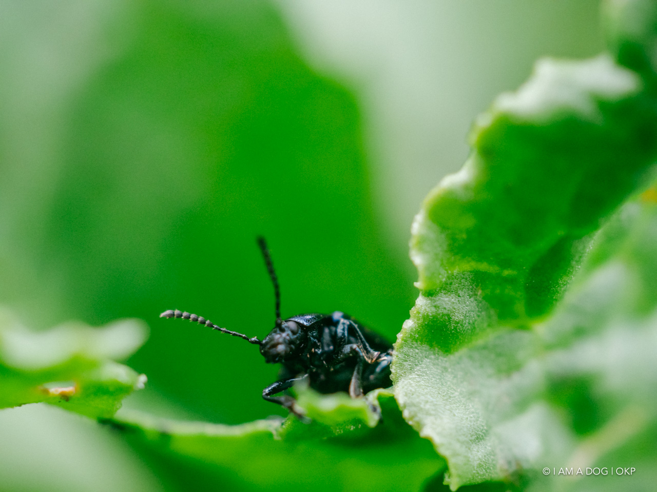 f:id:OKP:20200321192146j:plain