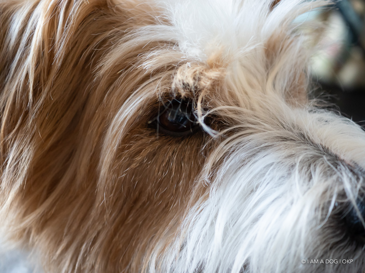 f:id:OKP:20200321192151j:plain