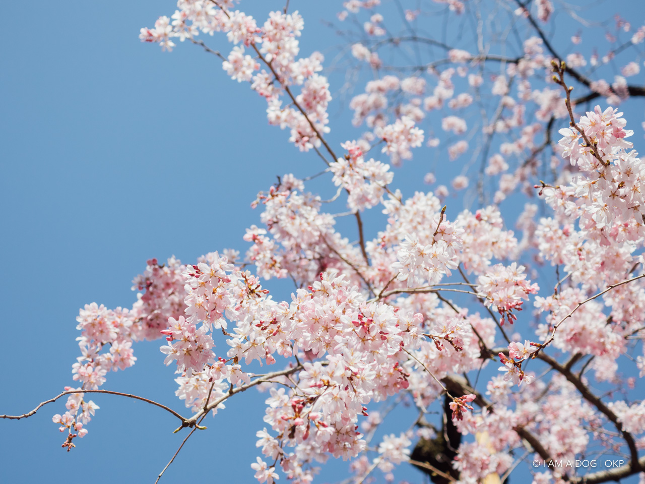 f:id:OKP:20200321192202j:plain
