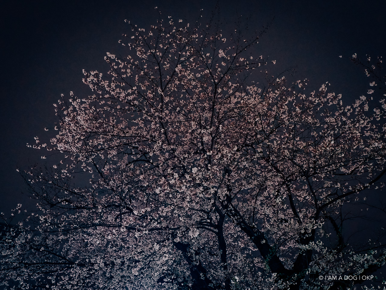 OLYMPUS Tough TG-6で撮る近所の夜桜 - I AM A DOG