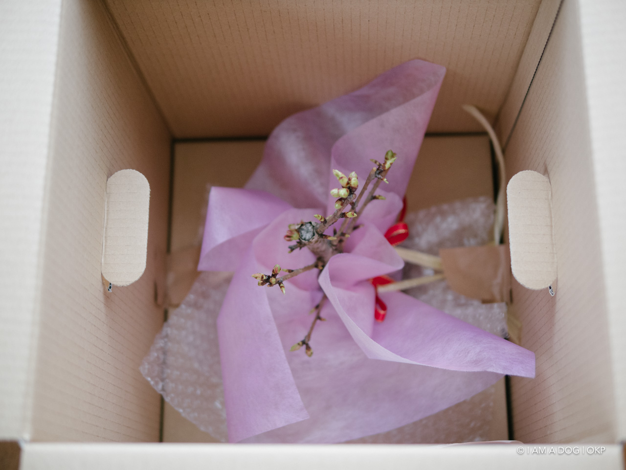 f:id:OKP:20200401114454j:plain