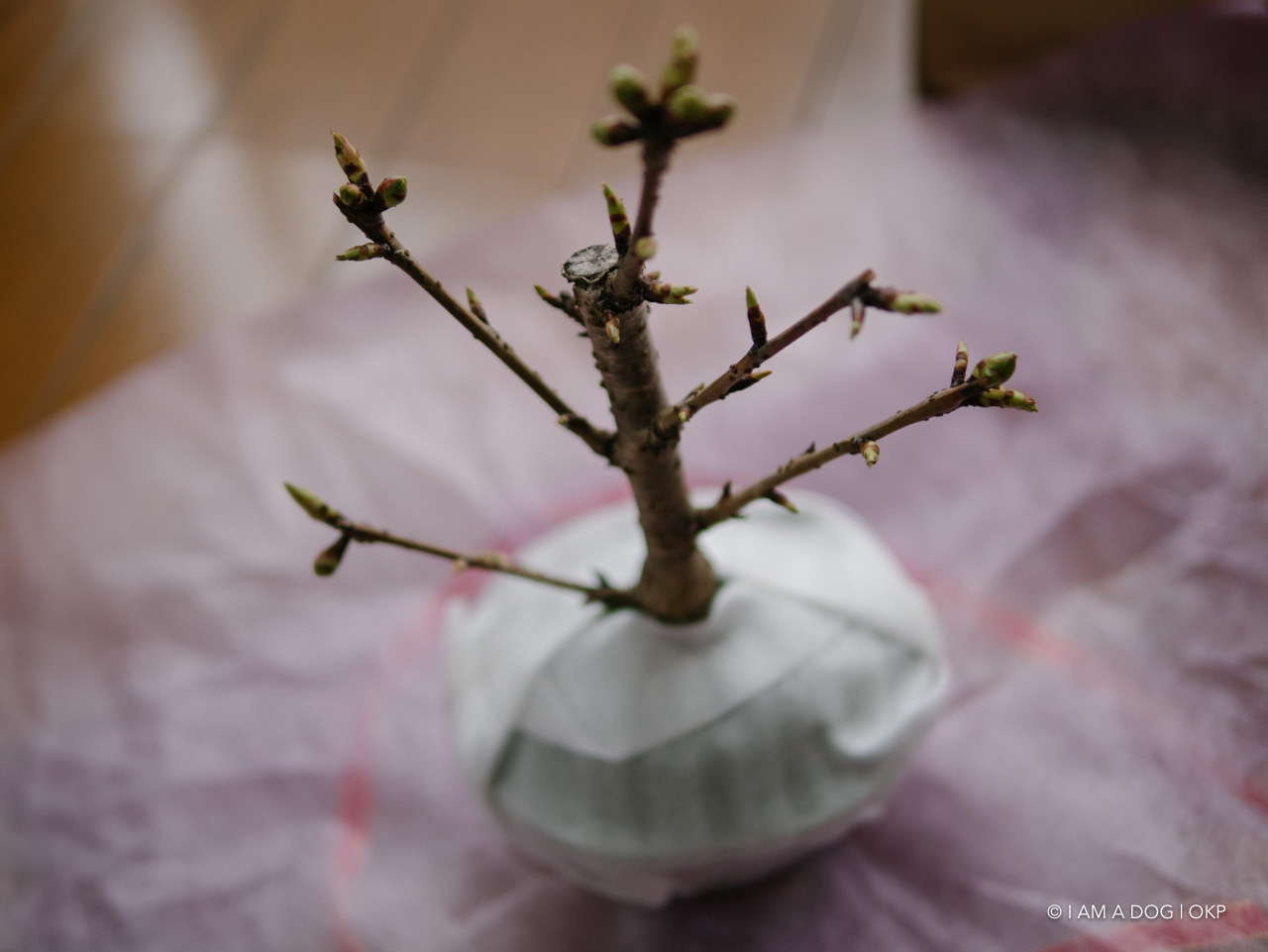 f:id:OKP:20200401114459j:plain