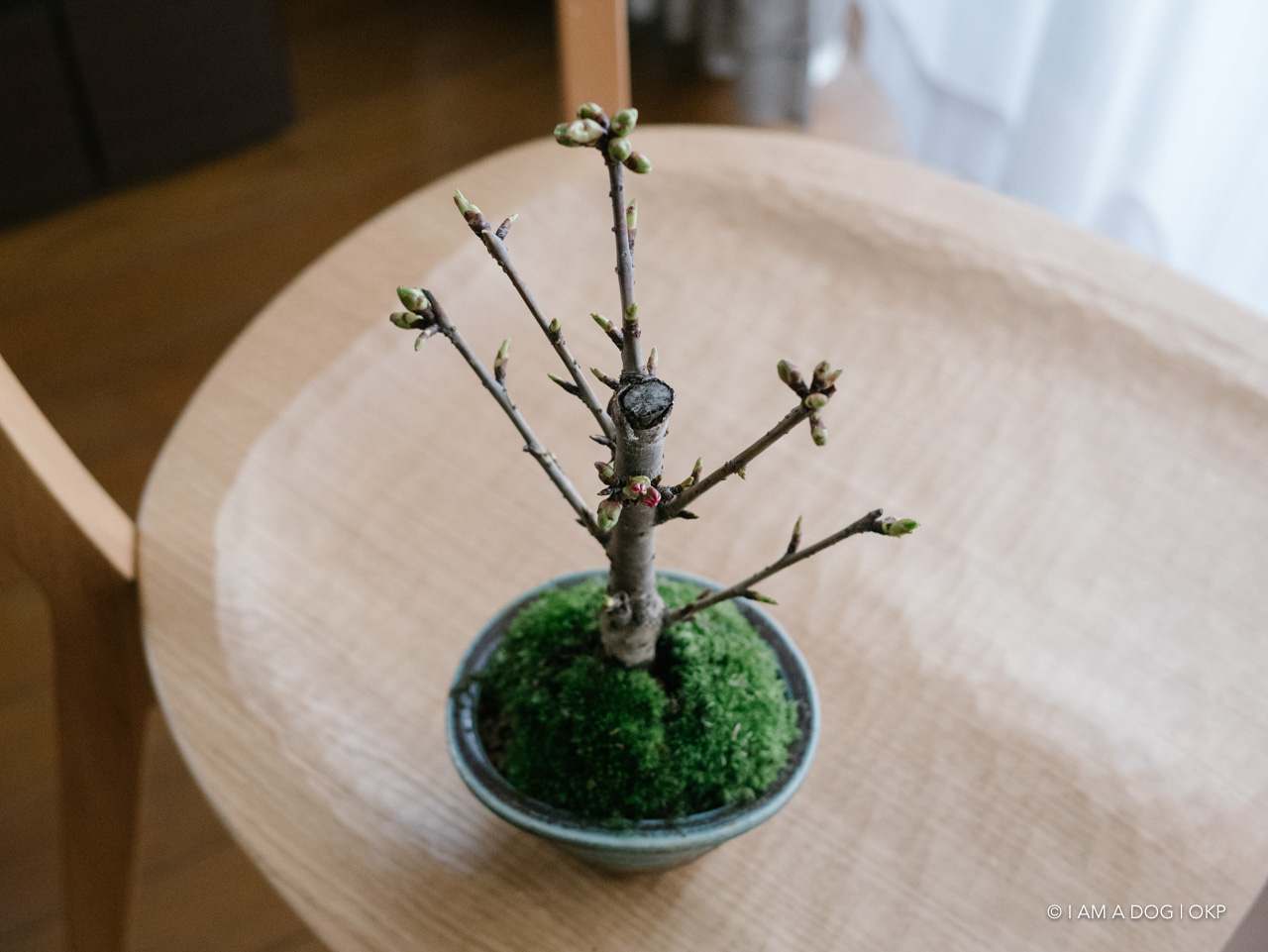 f:id:OKP:20200401114513j:plain