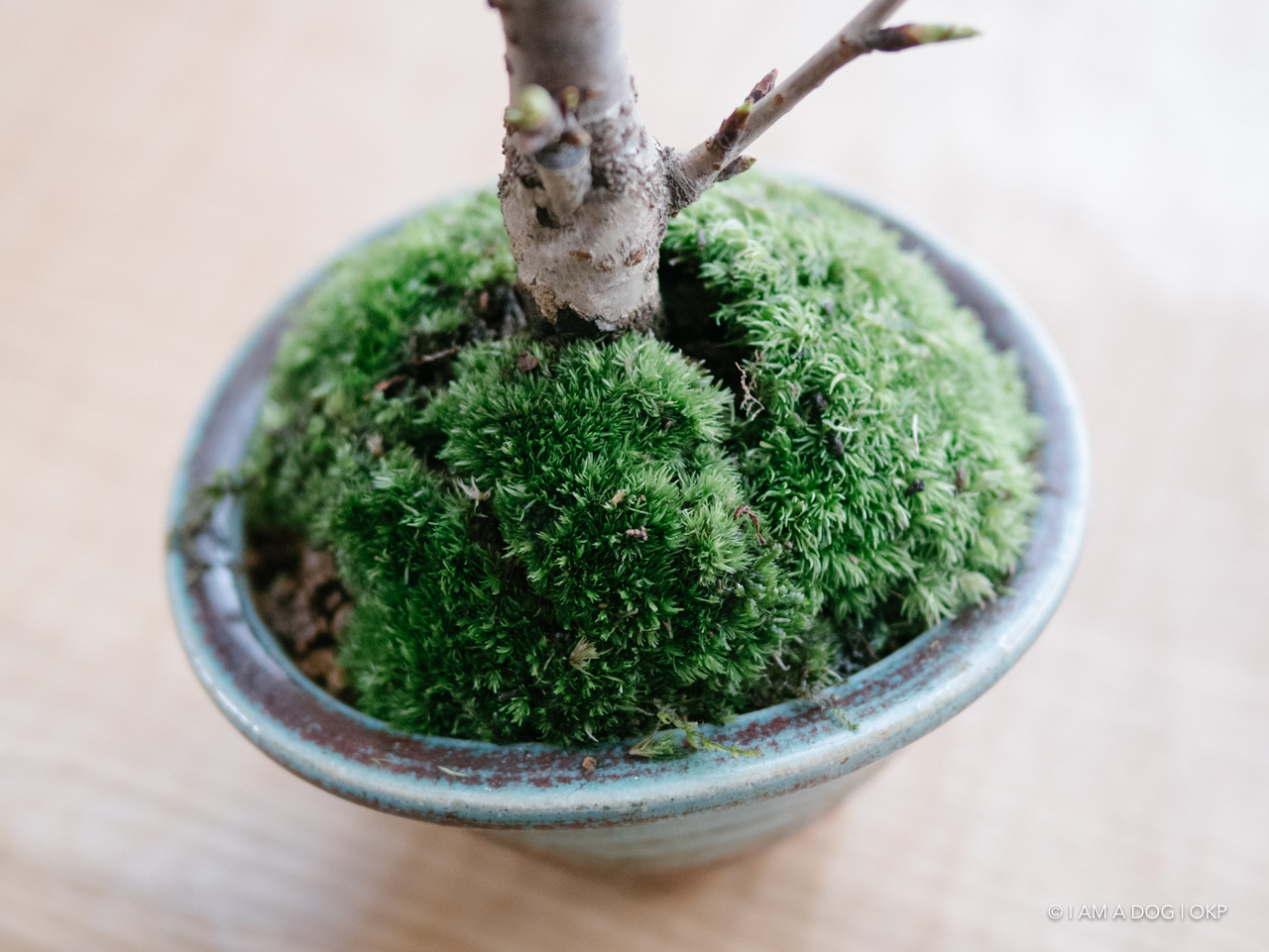 f:id:OKP:20200401114517j:plain