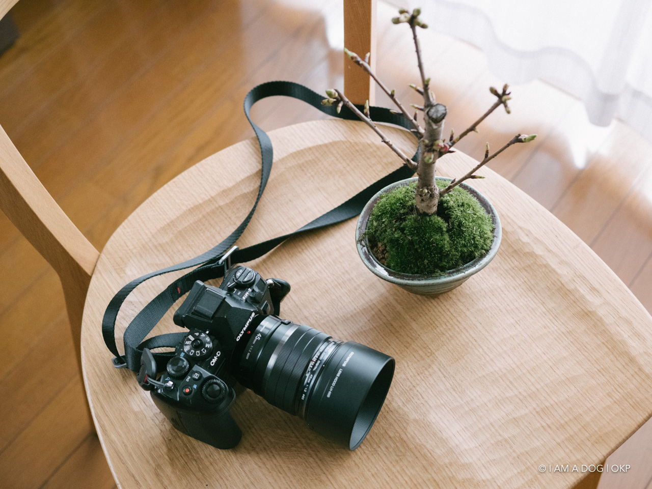 f:id:OKP:20200401114527j:plain