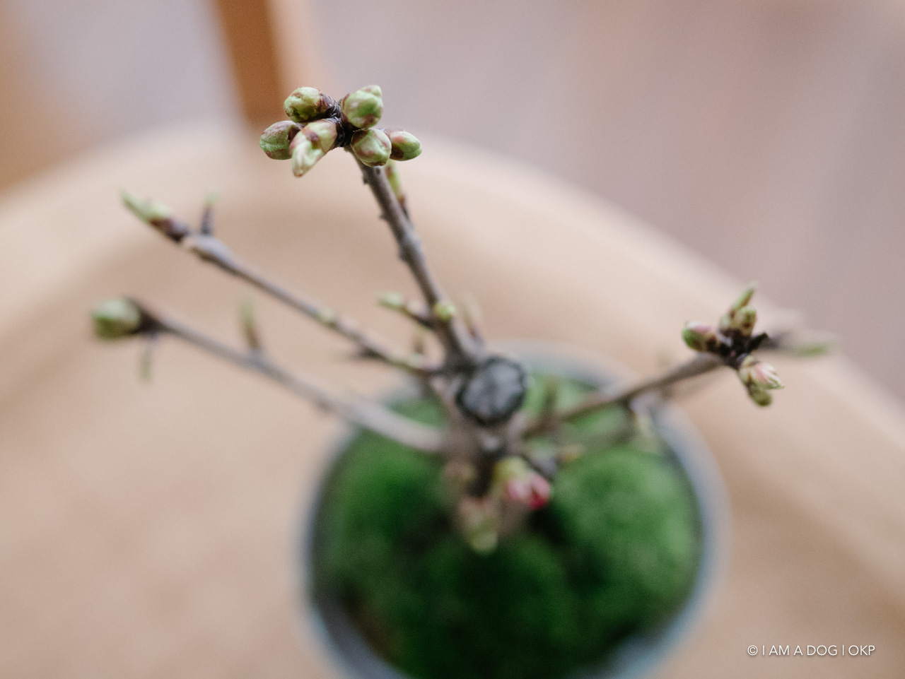 f:id:OKP:20200401114532j:plain