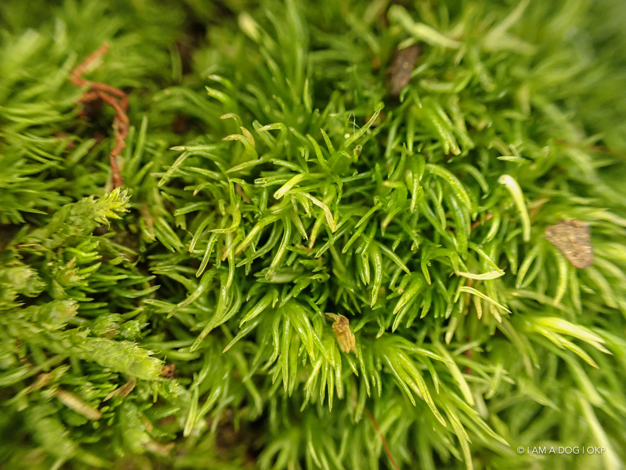 f:id:OKP:20200402174759j:plain