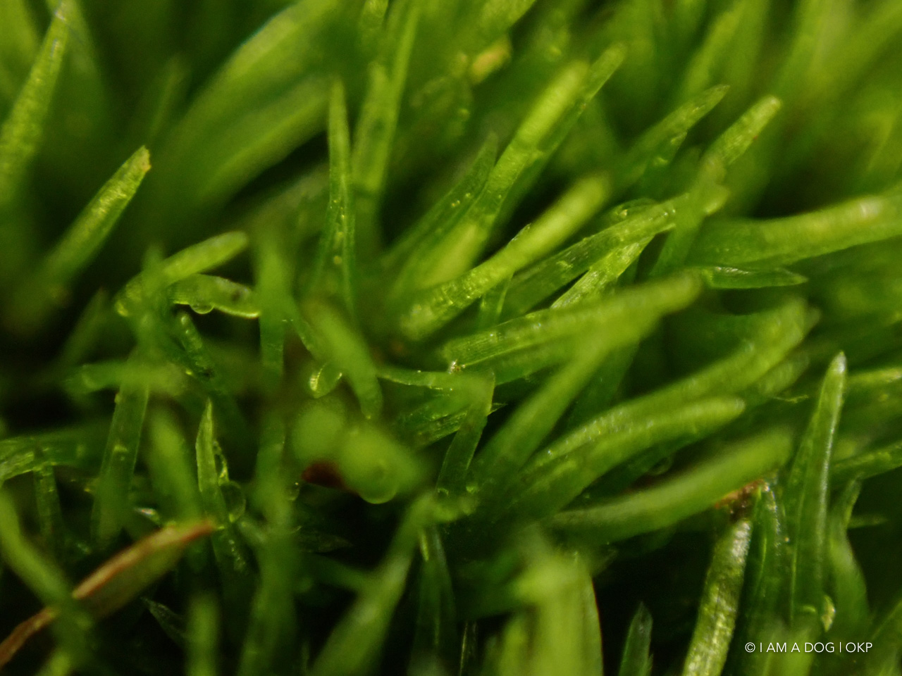 f:id:OKP:20200402174805j:plain