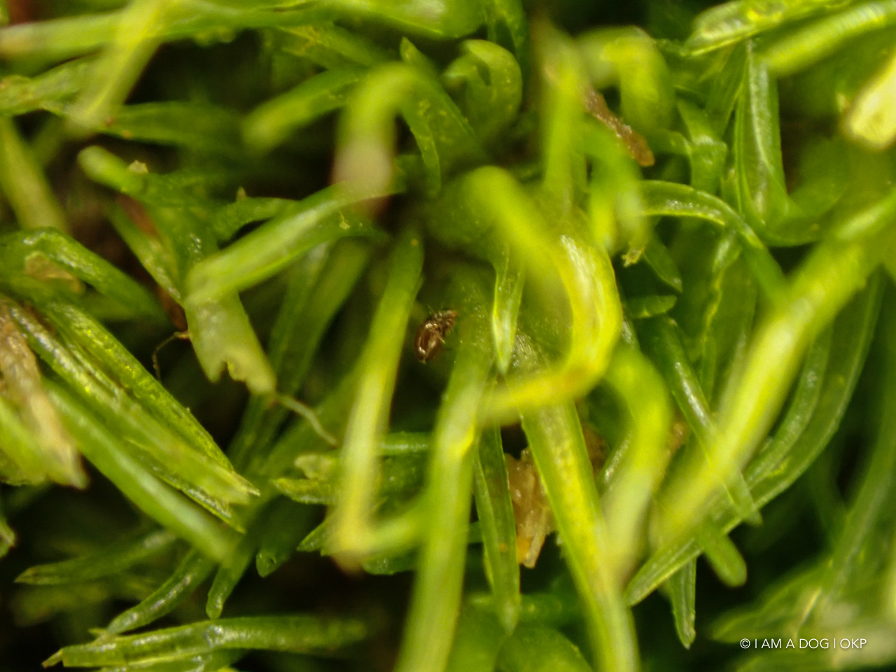 f:id:OKP:20200402174812j:plain