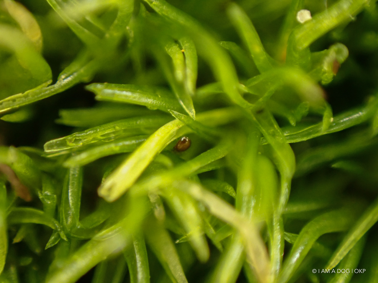 f:id:OKP:20200402174817j:plain