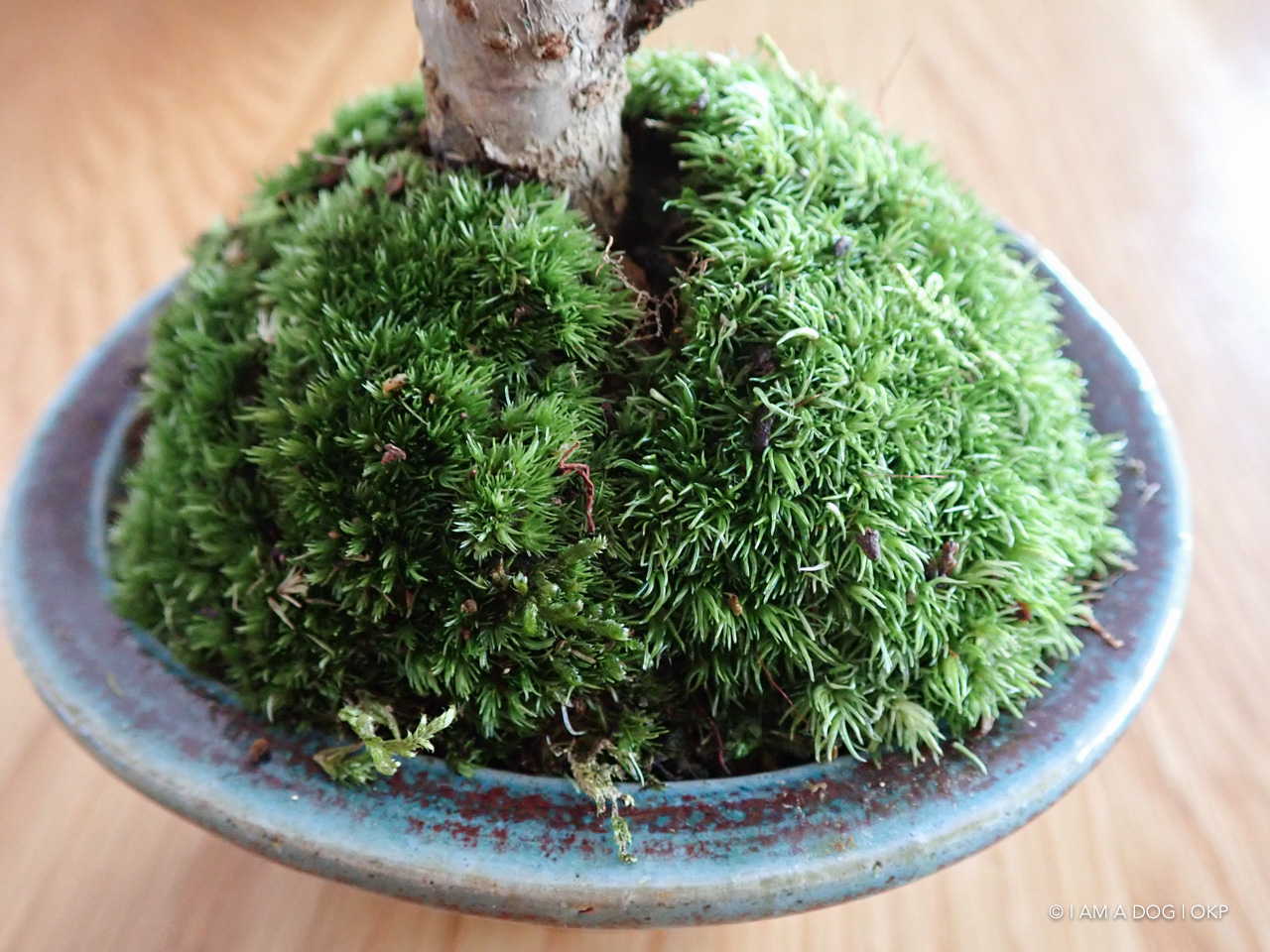 f:id:OKP:20200402174834j:plain