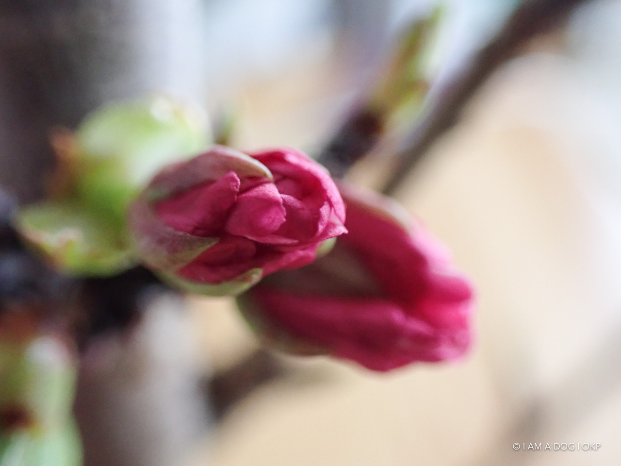 f:id:OKP:20200402174856j:plain