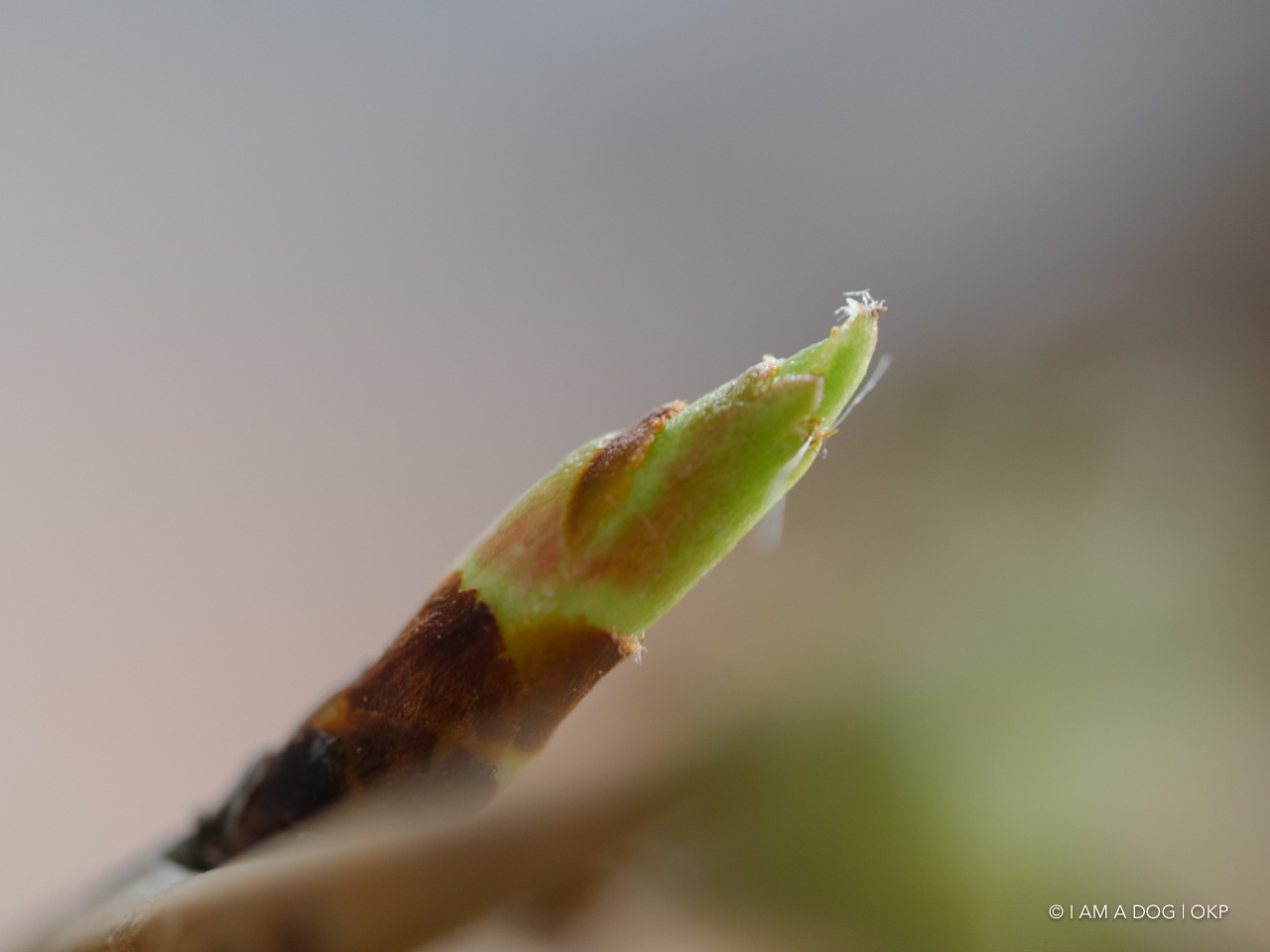 f:id:OKP:20200402174900j:plain