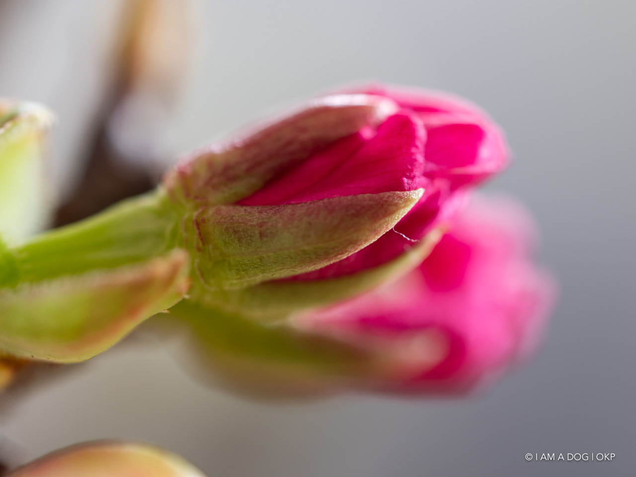 f:id:OKP:20200402174906j:plain