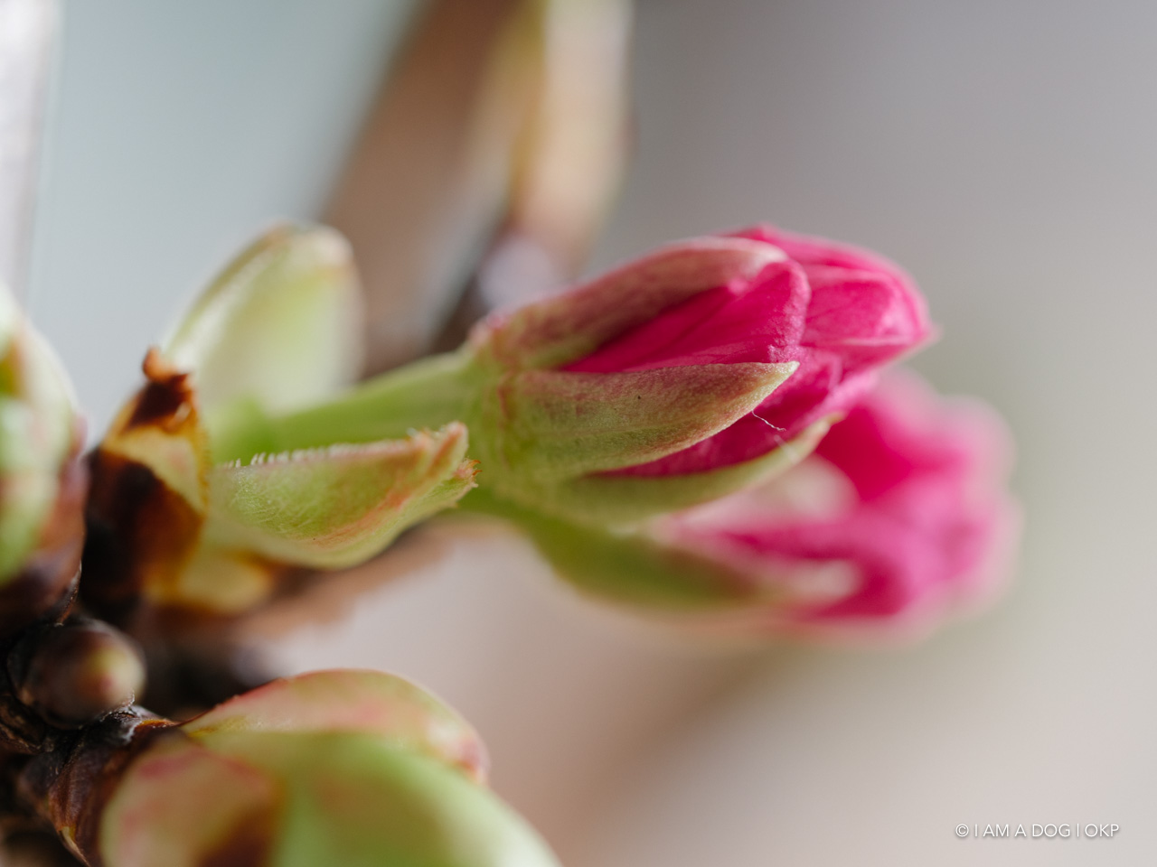 f:id:OKP:20200402174912j:plain