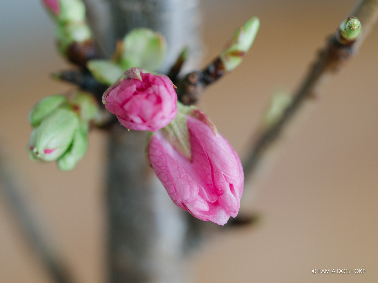 f:id:OKP:20200402174921j:plain